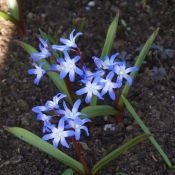 Chionodoxa siehei