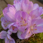 Colchicum byzantinum