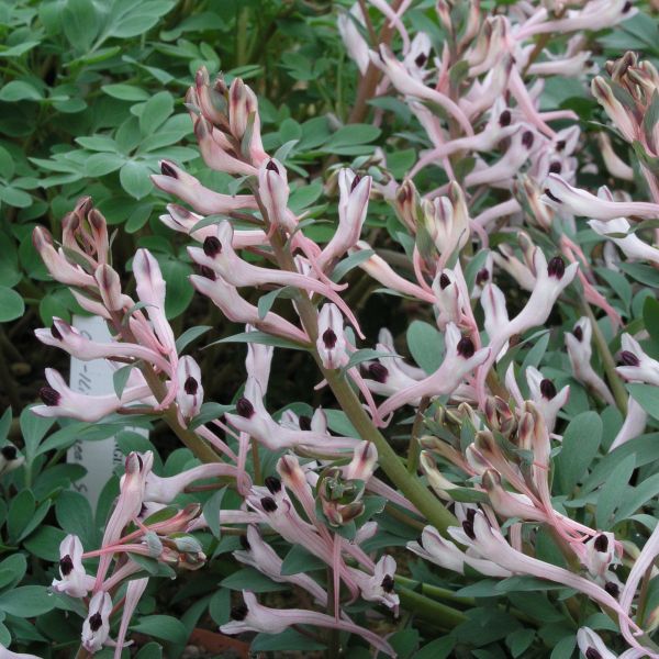 Corydalis schanginii subsp. schanginii