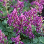 Corydalis solida 'Purple Bird'