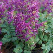 Corydalis solida 'Purple Bird'