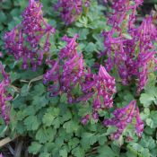 Corydalis solida 'Purple Bird'