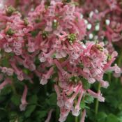 Corydalis solida subsp. solida 'Beth Evans'