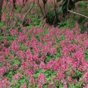 Corydalis solida subsp. solida 'Beth Evans'