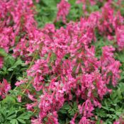 Corydalis solida subsp. solida 'Beth Evans'