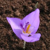 Crocus banaticus