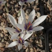 Crocus mathewii