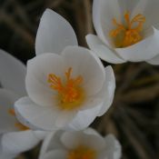 Crocus speciosus subsp. speciosus 'Albus' 