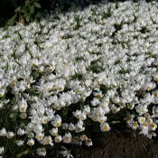 Crocus 'Ard Schenk'