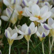 Crocus 'Blue Bird'