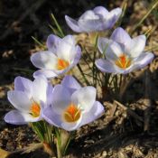 Crocus 'Blue Bird'