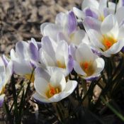 Crocus 'Blue Bird'