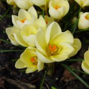 Crocus 'Cream Beauty'