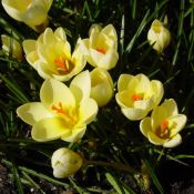 Crocus 'Cream Beauty'