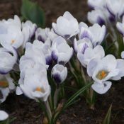 Crocus 'Prins Claus'