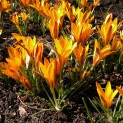 Crocus angustifolius