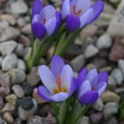 Crocus biflorus subsp. tauri