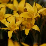 Crocus korolkowii