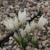 Crocus korolkowii 'Albus'