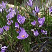 Crocus minimus