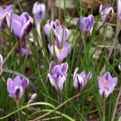 Crocus minimus