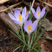 Crocus tommasinianus