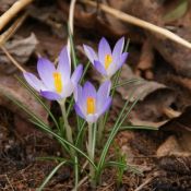 Crocus tommasinianus