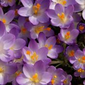 Crocus tommasinianus 'Barr's Purple' 