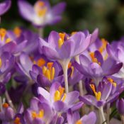 Crocus tommasinianus 'Barr's Purple' 