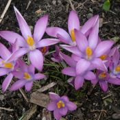 Crocus tommasinianus 'Roseus'