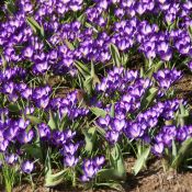 Crocus tommasinianus 'Ruby Giant'