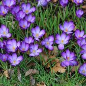 Crocus tommasinianus 'Ruby Giant'