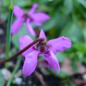 Cyclamen alpinum