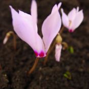 Cyclamen cilicium