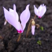 Cyclamen cilicium