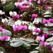 Cyclamen coum subsp. coum