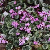 Cyclamen coum subsp. coum