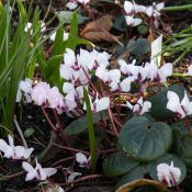 Cyclamen coum subsp. coum 'Album'