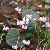 Cyclamen coum subsp. coum 'Album'