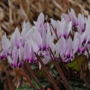 Cyclamen graecum 'Glyfada'