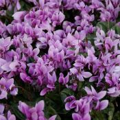 Cyclamen hederifolium