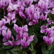 Cyclamen hederifolium