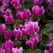 Cyclamen hederifolium -paarse selectie-