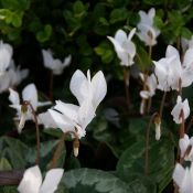 Cyclamen hederifolium forma albiflorum