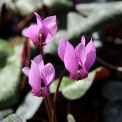 Cyclamen purpurascens