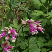 Dichelostemma 'Pink Diamond'