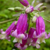 Dichelostemma 'Pink Diamond'