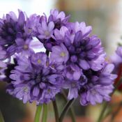 Dichelostemma congestum