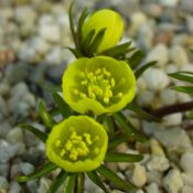 Eranthis cilicica