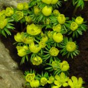 Eranthis cilicica